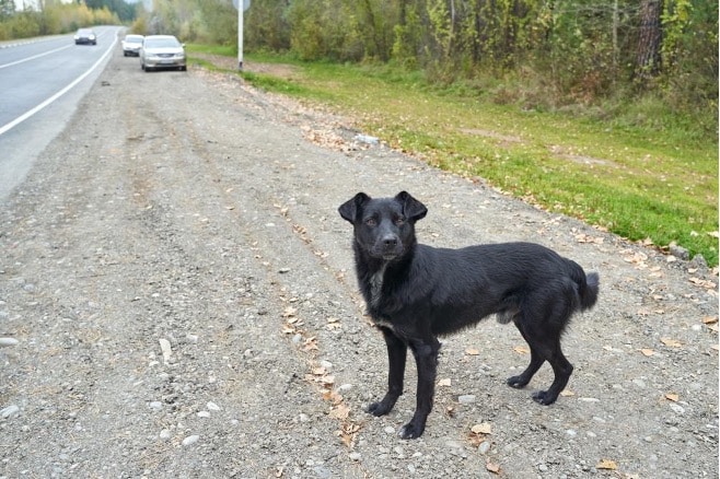 Un chien noir perdu sur un chemin de terre battue.