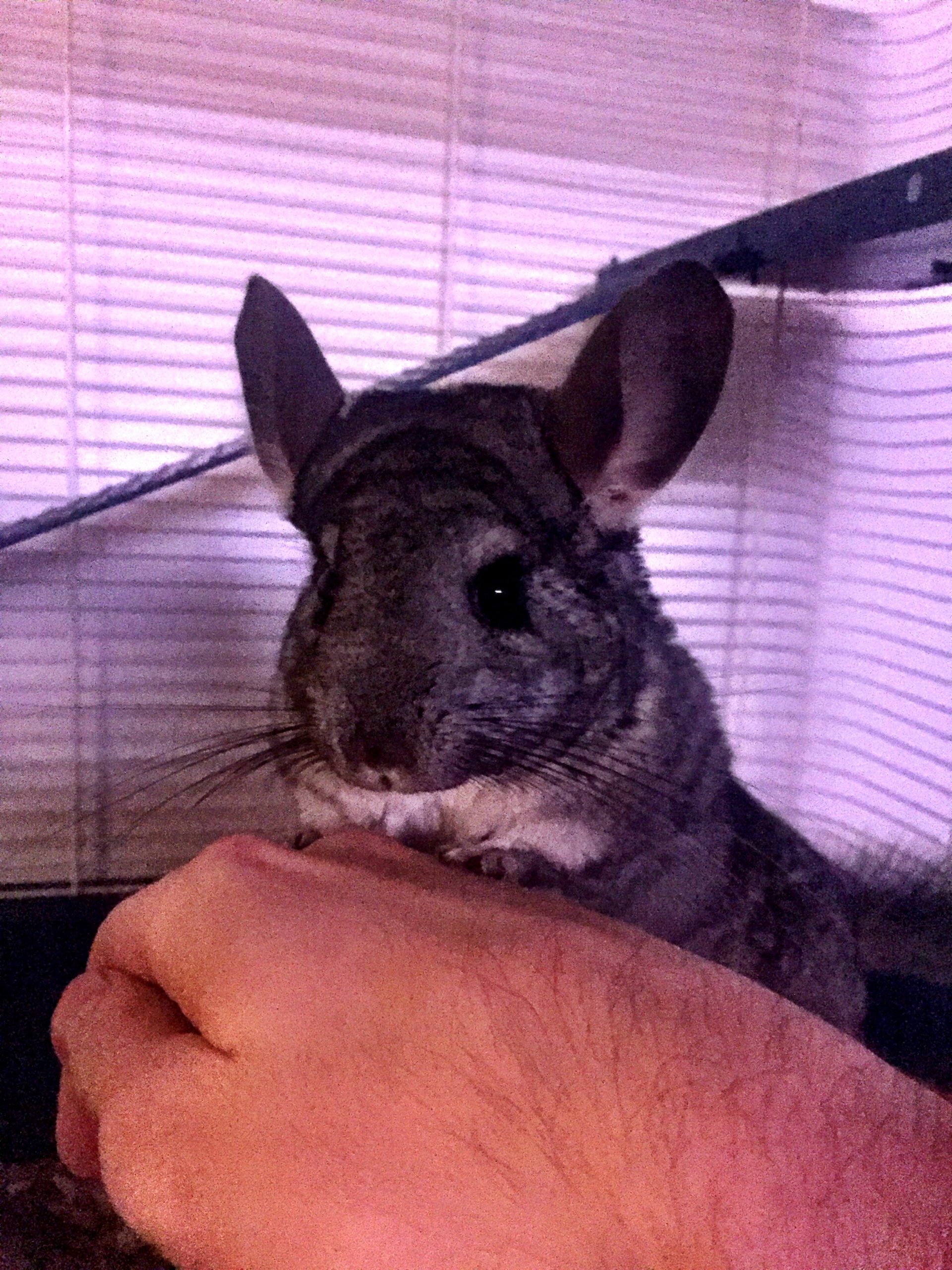 Chinchilla posé sur un bras humain à l’intérieur de sa cage.