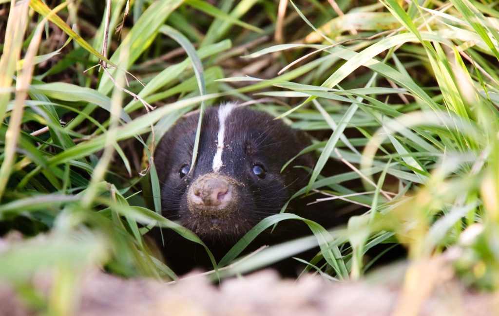 Jeune moufette cachée dans les herbes.