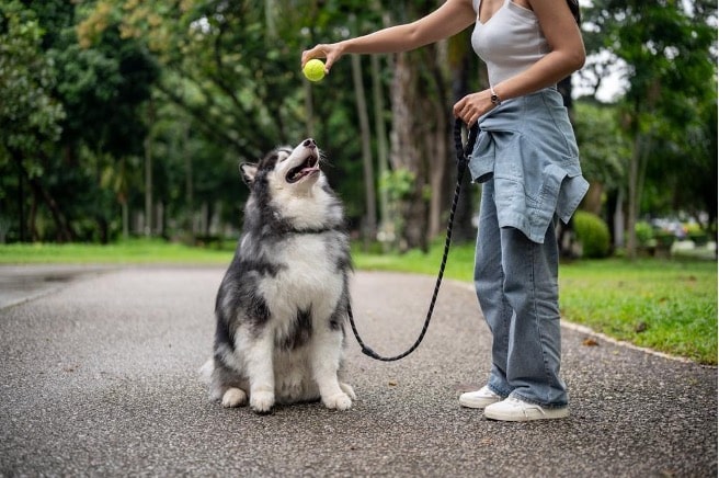 Un chien assis près de son maître dans un parc. Le maître montre la balle au chien, renforçant le jeu et le lien. 