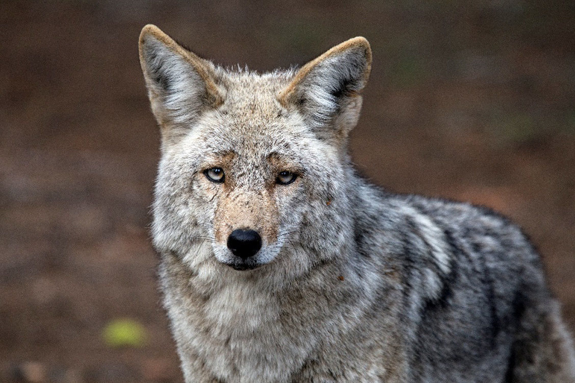 Coyote en milieu naturel, regardant vers l’avant dans un environnement forestier