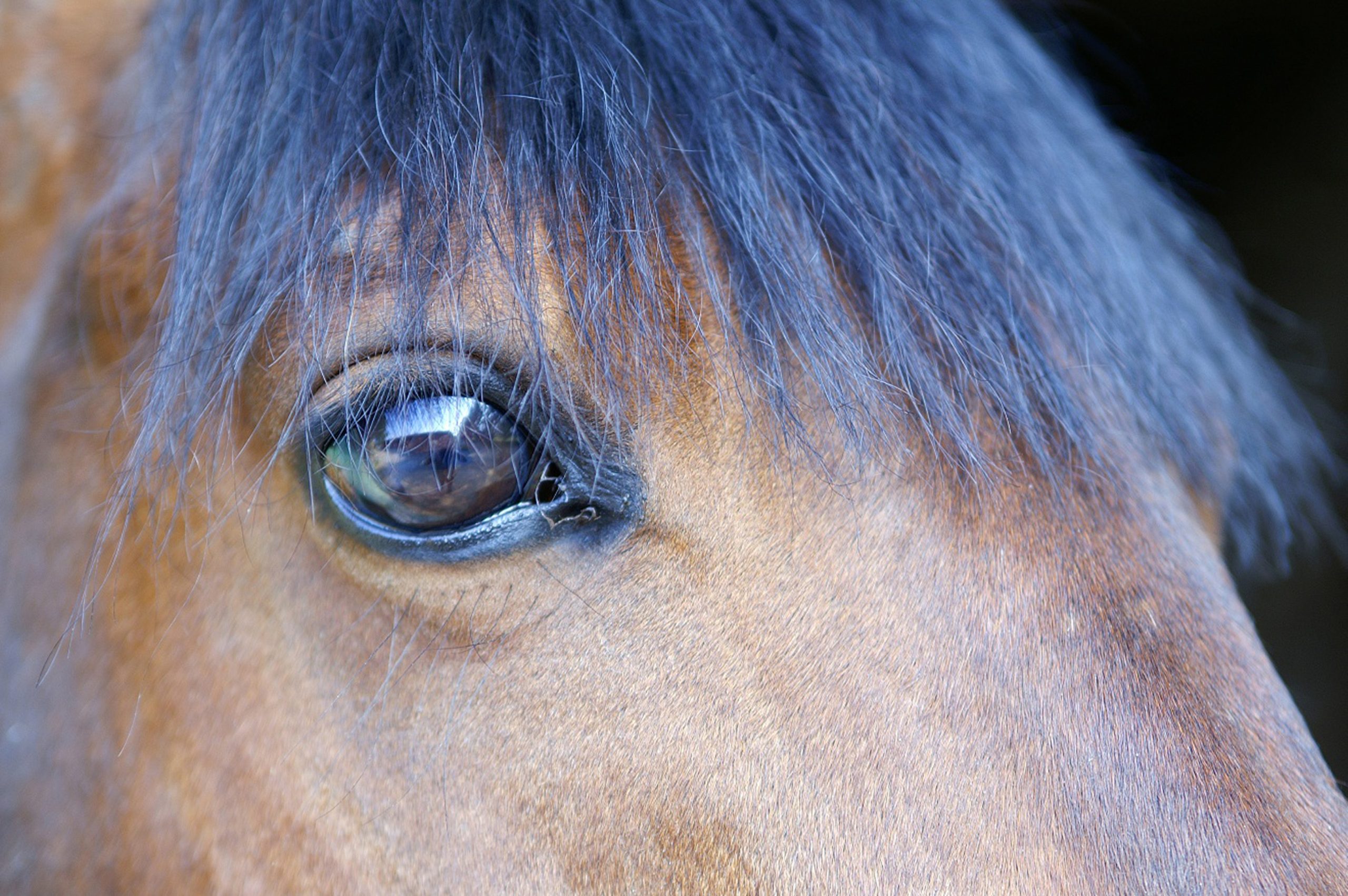 Gros plan sur l’œil d’un cheval avec crinière noire visible