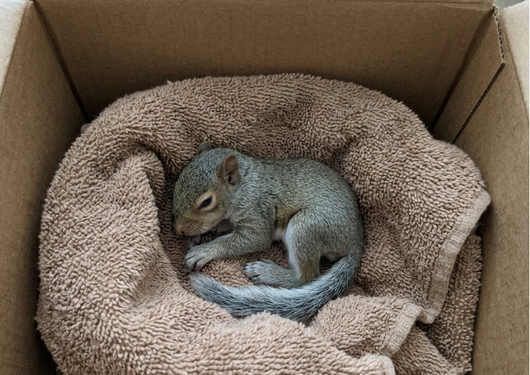 Bébé écureuil faible placé dans une boite et apposé sur un linge. 