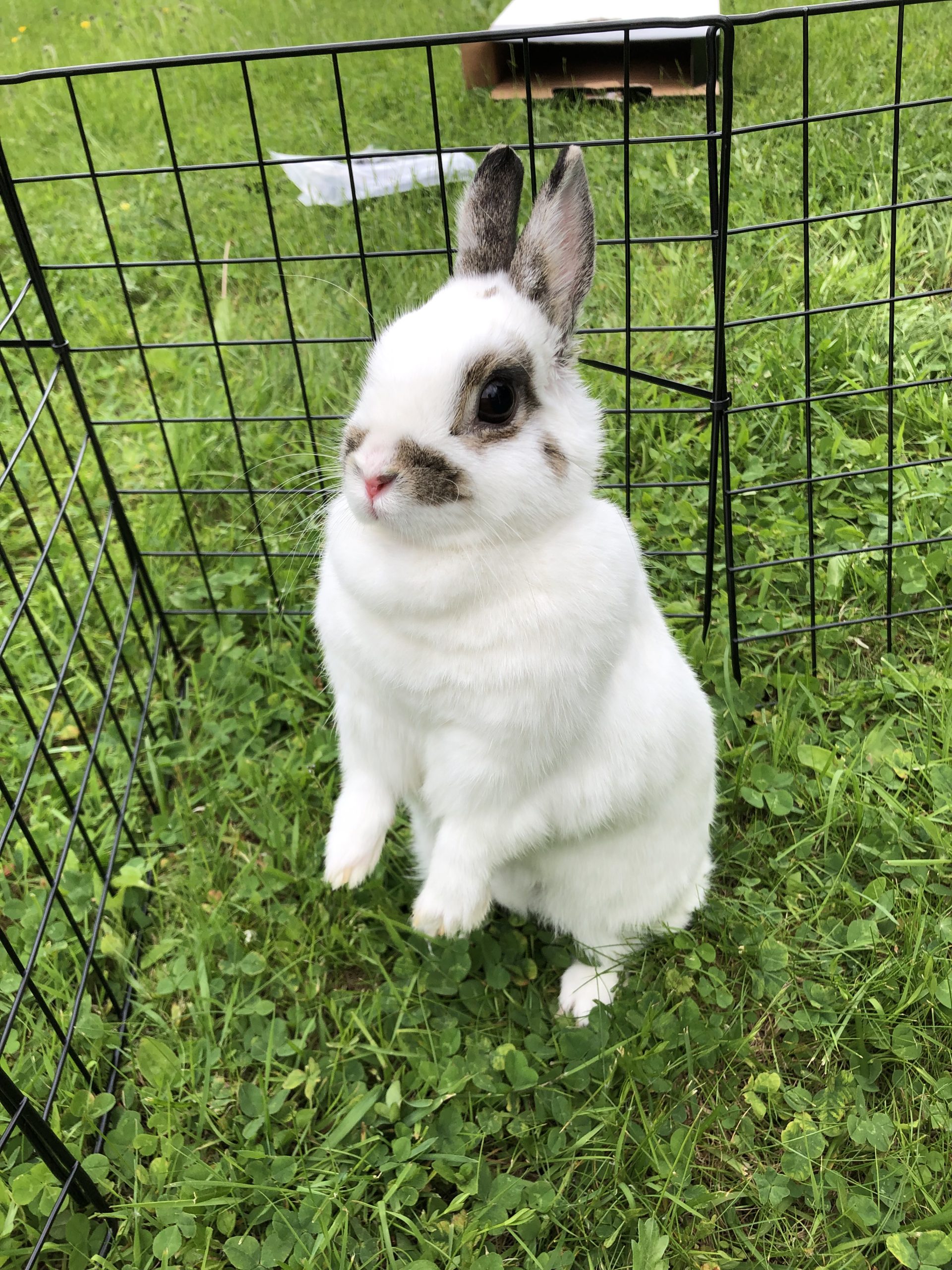 Lapin blanc et brun debout sur l’herbe dans un enclos extérieur.