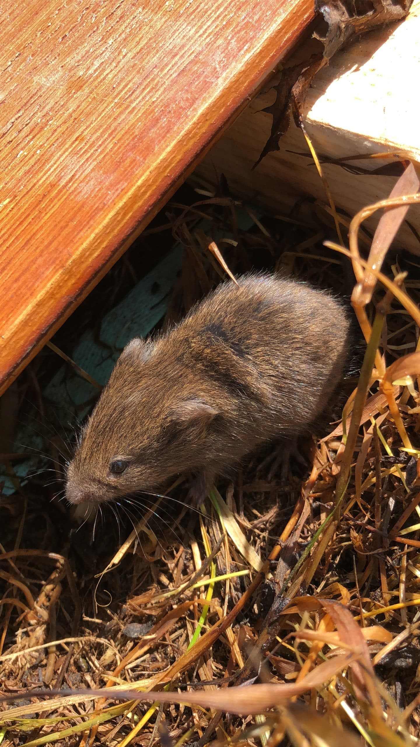 Petit mulot observé immobile, situation clarifiée grâce au chatbot d’Aide Animale Québec