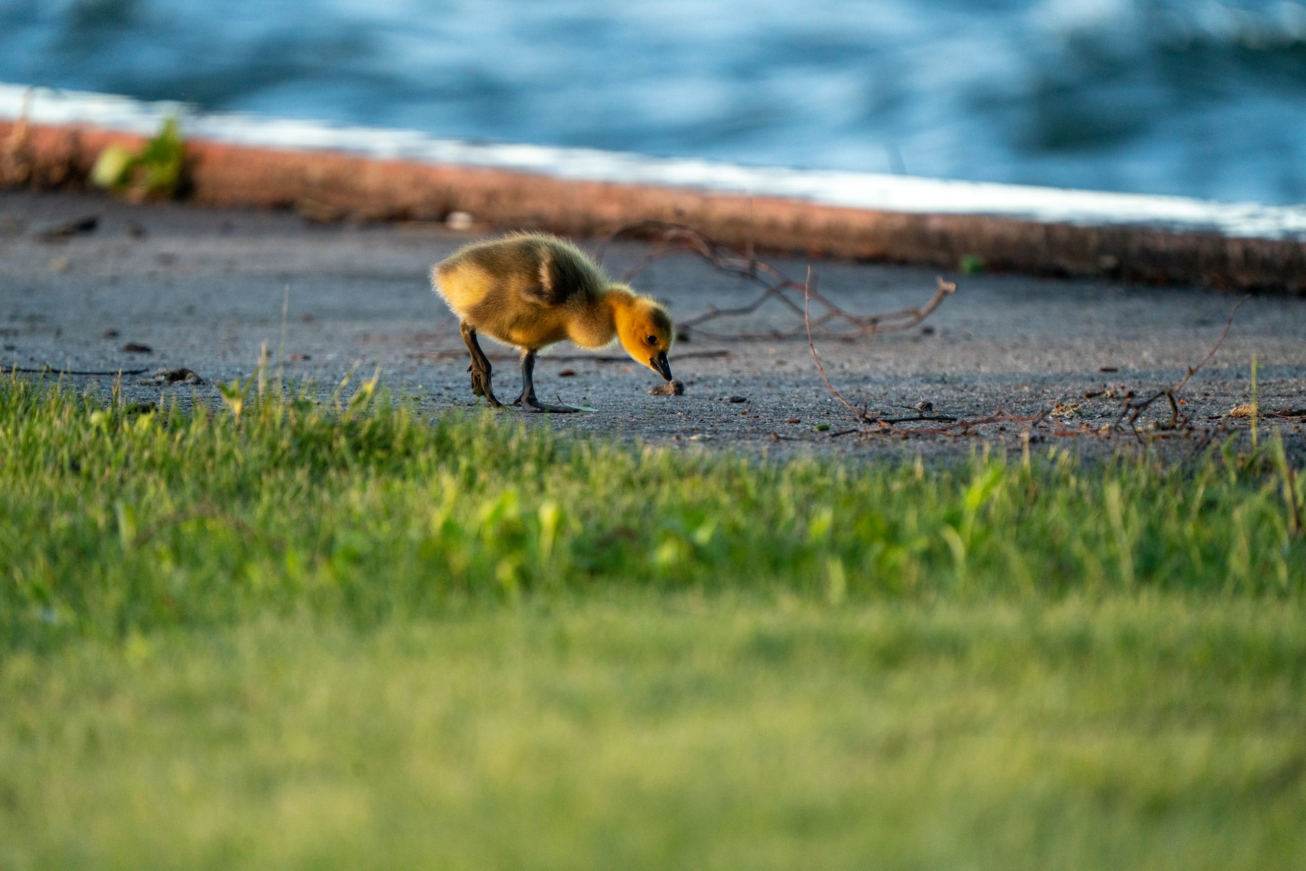 Jeune oison marchant au sol près d’un plan d’eau, illustrant un bébé oiseau en milieu urbain