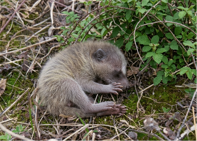 Raton laveur juvénile immobile dans l'herbe prÚs d'un buisson.