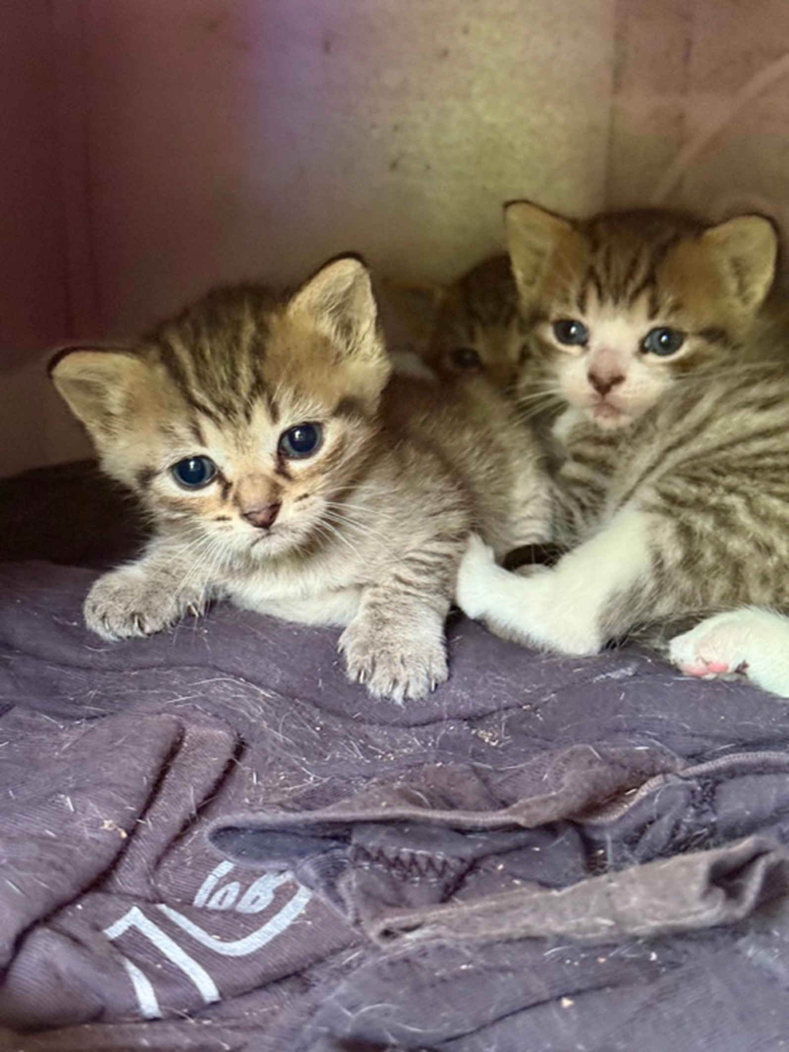 3 chatons sauvages sur une couverture
