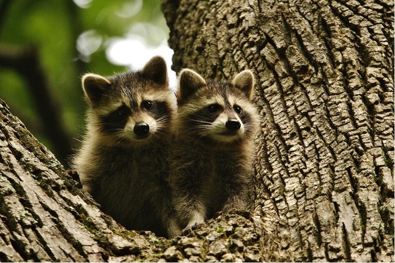 Deux jeunes raton laveurs dans un arbre avec un regard curieux