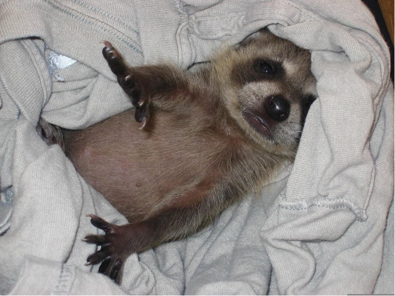 Jeune raton laveur sur le dos dans un linge, les pattes avants bien tendues.