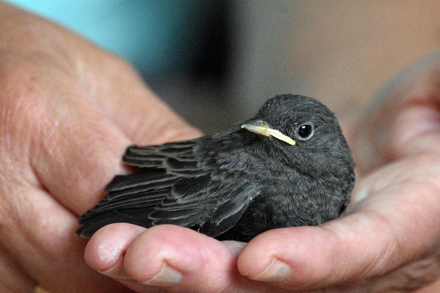 Oiseau noir juvénile coucher dans les main d'un humain. 