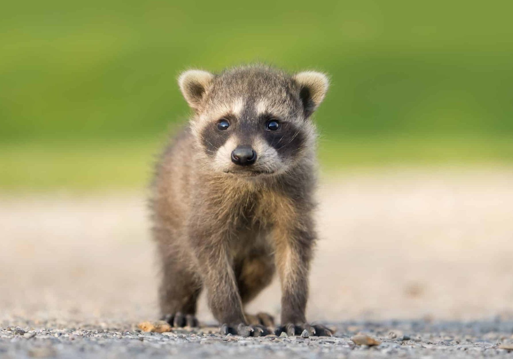 bébé raton laveur sur chemin bitumée