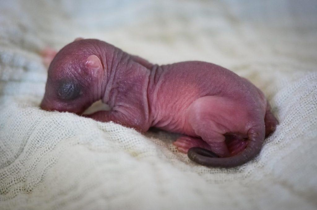 Bébé écureuil tombé du nid